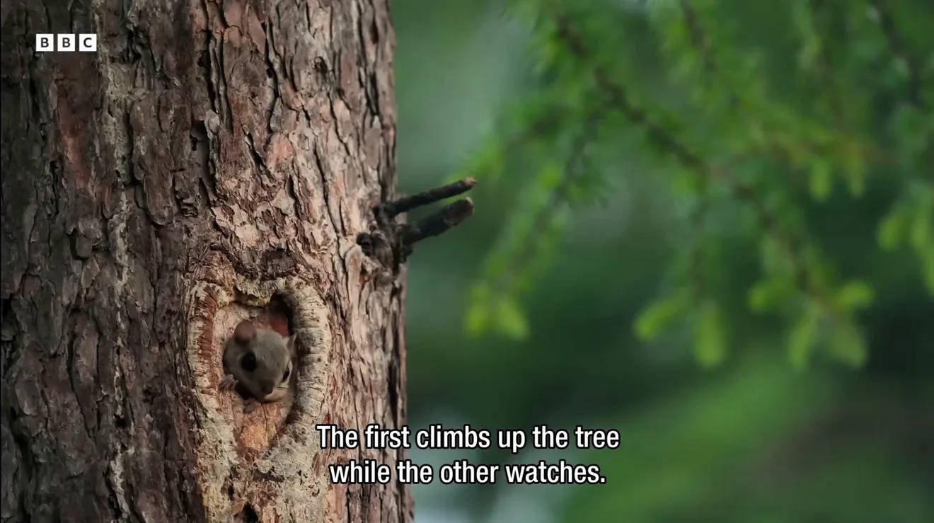 A video frame with burned-in subtitles rendered permanently into the image